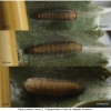 nep rivularis larva2 volg